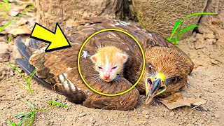 Falcon Refuses to Let Go of  Kitten — Man Approaches and Gets Viscously Attacked!