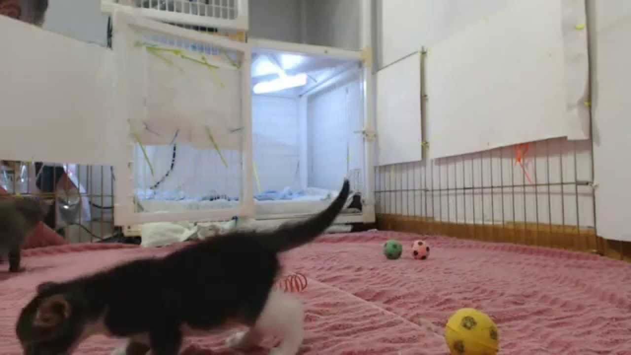 Springfield Kittens Breaking Out Youtube