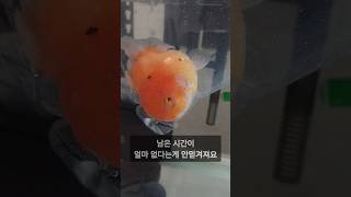 솔방울 온 #금붕어 호스피스 준비하기 #솔방울병 #격리항 #소금욕 #GOLDFISH