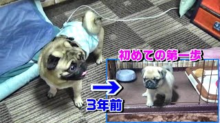 久々の「休日お昼寝」動画　3年前のおまめ「初めての第一歩」収録　『おまめ日記』 Pug Comedy Videos From Japan