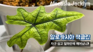 Alocasia Jacklyn | 세계 최강 느림보 알로카시아 잭클린 자구 성장기록