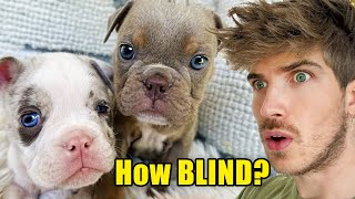 Testing My Blind Rescue Puppies' Eyesight + NAME REVEAL!