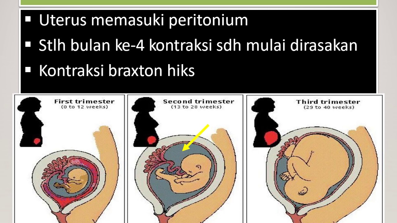 Pert 3 PERUBAHAN FISIOLOGIS PADA KEHAMILAN UPLOAD - YouTube