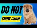 7 Reasons You SHOULD NOT Get a Chow Chow Dog