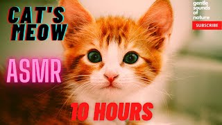 Cat's Meow ASMR (10 hours)