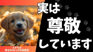 実は犬が尊敬する人にしか見せない行動