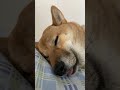 幸せそうに口をくちゃくちゃさせながら眠る柴犬