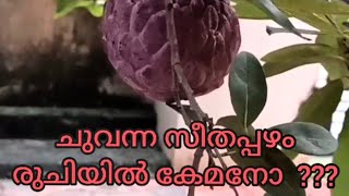 ചുവന്ന സീതപ്പഴം / Red Custard Apple / Sugar Apple / ഷുഗർ ആപ്പിൾ