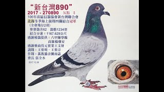 【賞好鴿】萬教鴿舍‧劉南誌-秘包伯馬家族：新台灣冬季四關綜合冠軍(本舍獨佔兩羽)介紹（17-270890）