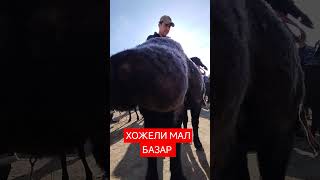 ХОЖЕЛИ МАЛ БАЗАР #мухаммеднукус #шымбай #каракалпакстан #rek #хожели