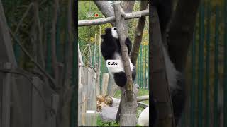 Pandas: Cute, Clumsy, and Completely Useless! #animal #didyouknow #animalfacts #shortvideos #panda