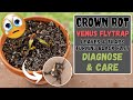 Venus Fly Trap Turning Black Fast - Crown Rot - Diagnose & Care Tips To Save Your Carnivorous Plant