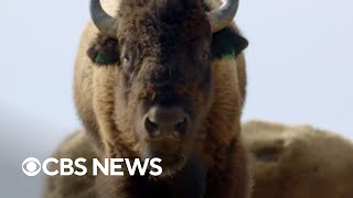 Bison returning from brink of extinction in Yellowstone
