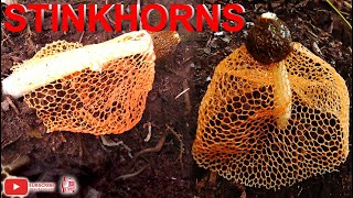 STINKHORNS │ Phallus multicolor │ Phallus indusiatus