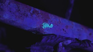 Central Texans are finding scorpions inside their homes
