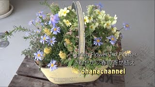 さわやか✿春の寄せ植え Make a Spring Flower Planter with Refreshing Color♪