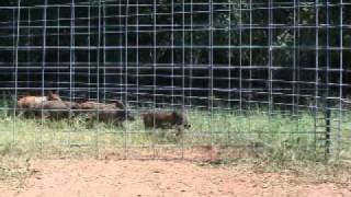 Hog Trapping | (6)- Panel Selection May Lead To Feral Hogs Traps Failing | JAGER PRO™