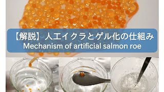 【解説】人工イクラとゲル化の仕組み（Mechanism of artificial salmon roe）