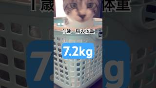 １歳　猫の体重測定した結果！