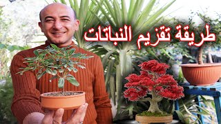 Creating Super Mini Bonsai Plants