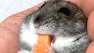 にんじんたべる大会にでたいハムスター Djungarian hamster eat #Shorts