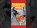 Watch a chicken attacks a cat                        #cats #catshorts