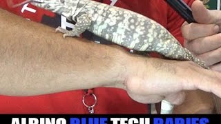 Albino Blue Tegu at 2016 Daytona Reptile Breeders Expo- Part 5