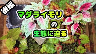 【マダライモリ #4】捕食シーンも！ 中二ちゃんの真冬の大冒険!?【Triturus marmoratus】【Marbled newt】【ベゴニア】【コケリウム】【パルダリウム】【テラリウム】【実況】