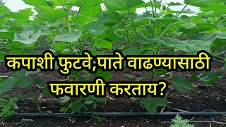 कपाशीचे फुटवे पाते संख्या वाढण्यासाठी कोणती फवारणी करावी? kapus fawarni niyojan!#cotton