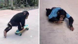 Playful Chimpanzee Goes Skateboarding