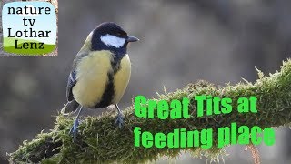 Great Tit at feeding place. Kohlmeise am Futterplatz