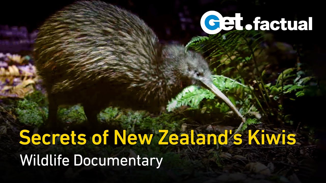 Modern Dinosaurs - The Kiwi | New Zealand Documentary - YouTube