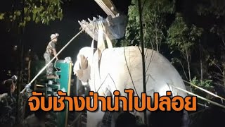 จับ 'สีดอโหนก' ช้างป่าเพชฌฆาต นำไปปล่อยในเขาอ่างฤาไนชั้นในสุด