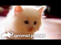 These Norwegian Forest Cats Welcome 4 New Fuzzy Kittens Into Their Home | Too Cute! | Animal Planet