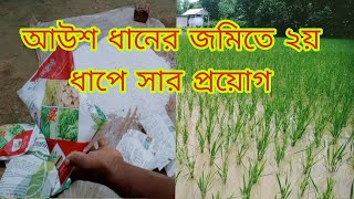 আউশ ধানের জমিতে ২য় ধাপে সার প্রয়োগ/কৃষকের সপ্ন/২০২৪।