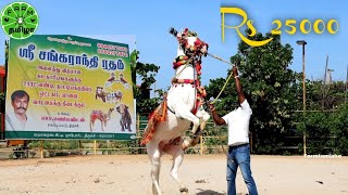 Dancing Horses and Chariot for Functions / Events all over Tamil Nadu | Sankaranthi Ratham, Trichy.