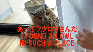 #101 あっ！こんなところにフクロウさん I FOUND AN OWL IN SUCH A PLACE 【ベンガルワシミミズク】