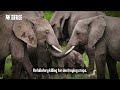 Adopt an Elephant with Born Free