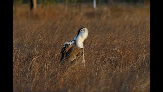 Australian Bustard Calling (roaring)