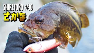 日本人なら魚を食えシリーズ羅臼編【北海道知床の釣り 2020#10】