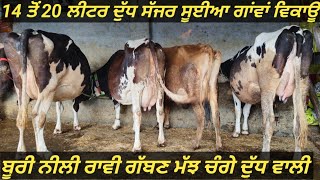 #ਸੱਜਰ ਸੂਈਆ #ਗੱਬਣ ਗਾਂ #ਗੱਬਣ ਮੱਝ ਵਿਕਾਊ 5 animals for sale#best #qulity#top#cow#bufflo#sale