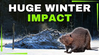 How Beavers Completely Change Ecosystems in the Winter