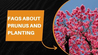 FAQs About Prunus and Planting