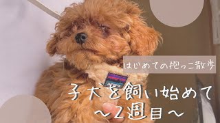 【子犬】子犬を迎えて2週間　抱っこ散歩デビュー🐾