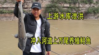 水庫洩洪導致鱘魚養殖場被沖，河道裡到處都是鱘魚，最大的30斤！ 【兩個麻瓜】