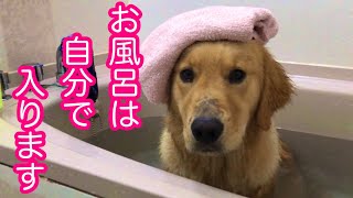 お風呂が好き過ぎるゴールデンレトリバーの愛犬の野望とは