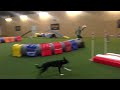 iwona golab u0026 seeya u0026 applause agility training in germany