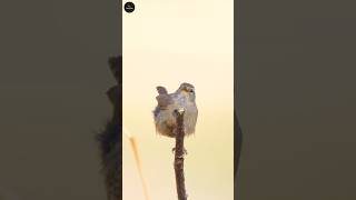 Penduline tit | saap is chidiya ke ande kyu nahi dhund pata #birds #snake #shorts #facts