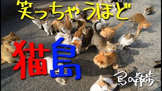 【猫島】笑っちゃうほど多い猫島15選。