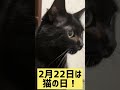 【可愛い】みなさん！今日は何の日かご存知？【猫の日】 222 黒ねこ shorts